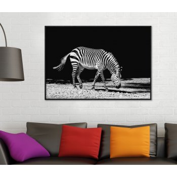 Zebra med Svart Bakgrund - Svartvit Tavla Print Zebra med Svart Bakgrund - Svartvit Tavla Print