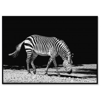 Zebra med Svart Bakgrund - Svartvit Tavla Print Zebra med Svart Bakgrund - Svartvit Tavla Print