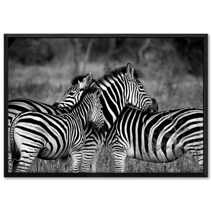 Zebras on the African Savanna - Black and White Poster